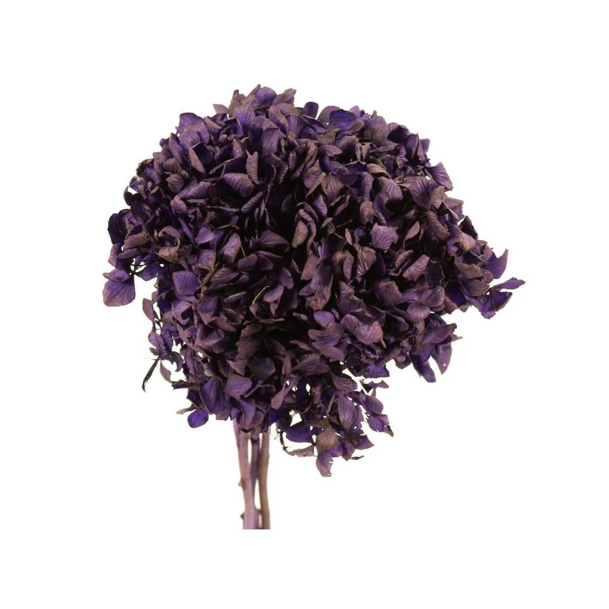 Flor Hortência Maço Fechado Unidade Cor Sortida
