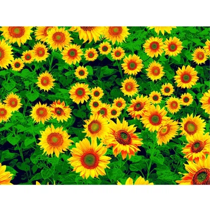 TNT Estampado Flores Girassol Metro Mewi
