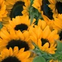 Flor Girassol com 7 Galhos Flores Médias – Ref. W543-12
