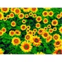 TNT Estampado Flores Girassol Metro Mewi